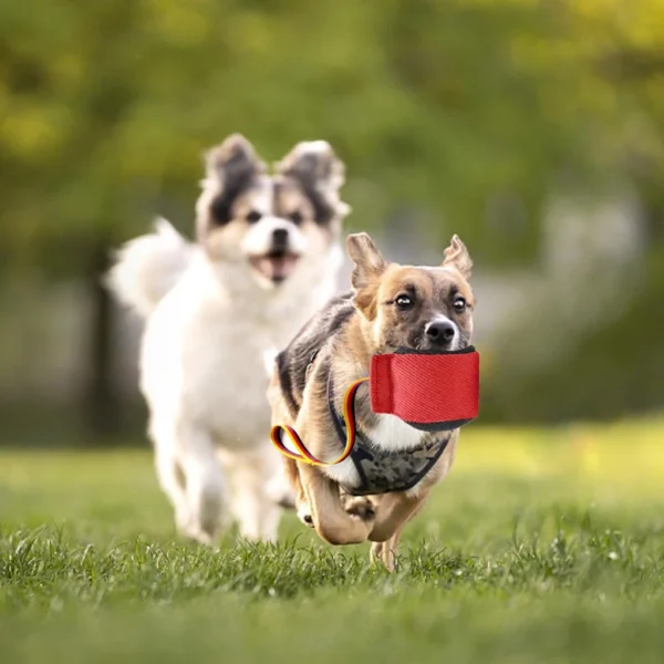 Interactive Dog Training Toy Multi Colors Dog Exercise Tug Toys Durable Dog Bite Ball Toy Puppy Pet Aggressive Chewers Agility