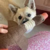 Wild Goose Shaped Dog Toy Sound Pet Dog Teeth Grinding Tool Puppy Companion Sleeping Toy
