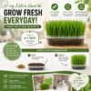 Cat Grass Seeds Kit   Indoor Growing Pet Grass   Hairball Control   Fresh Breath   Easy Grow for Cats